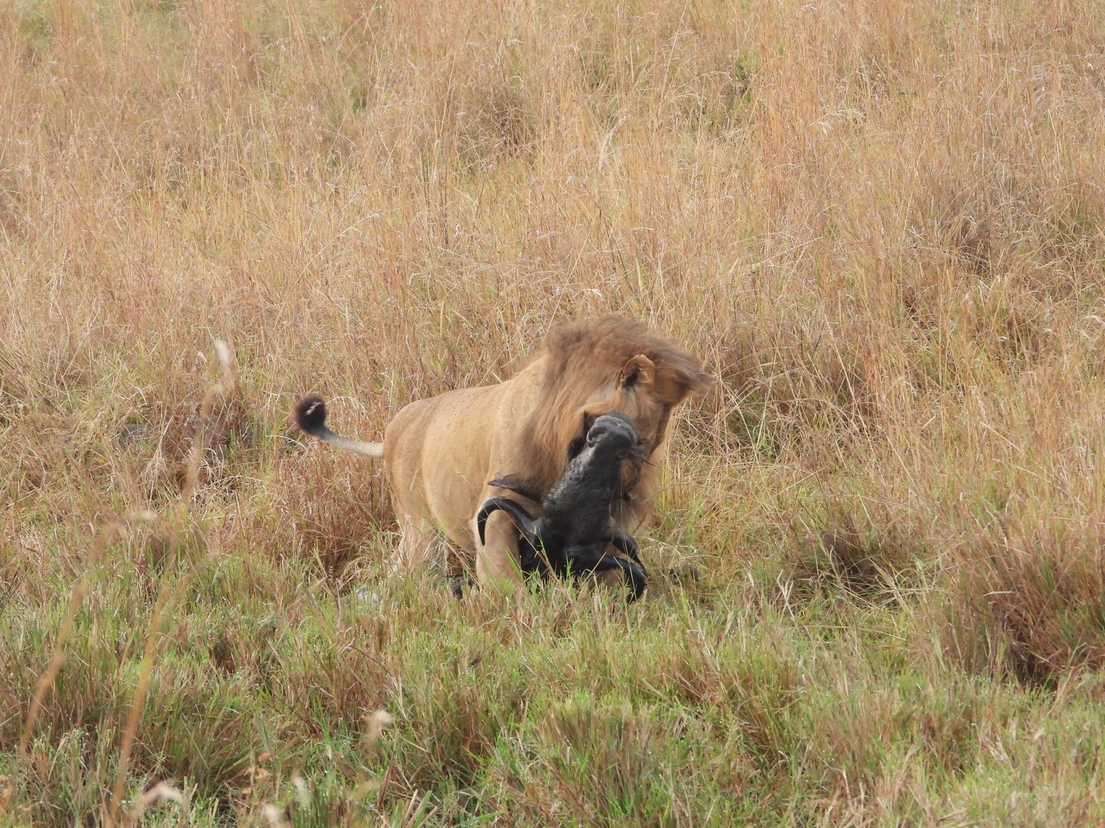 Masai Mara 1