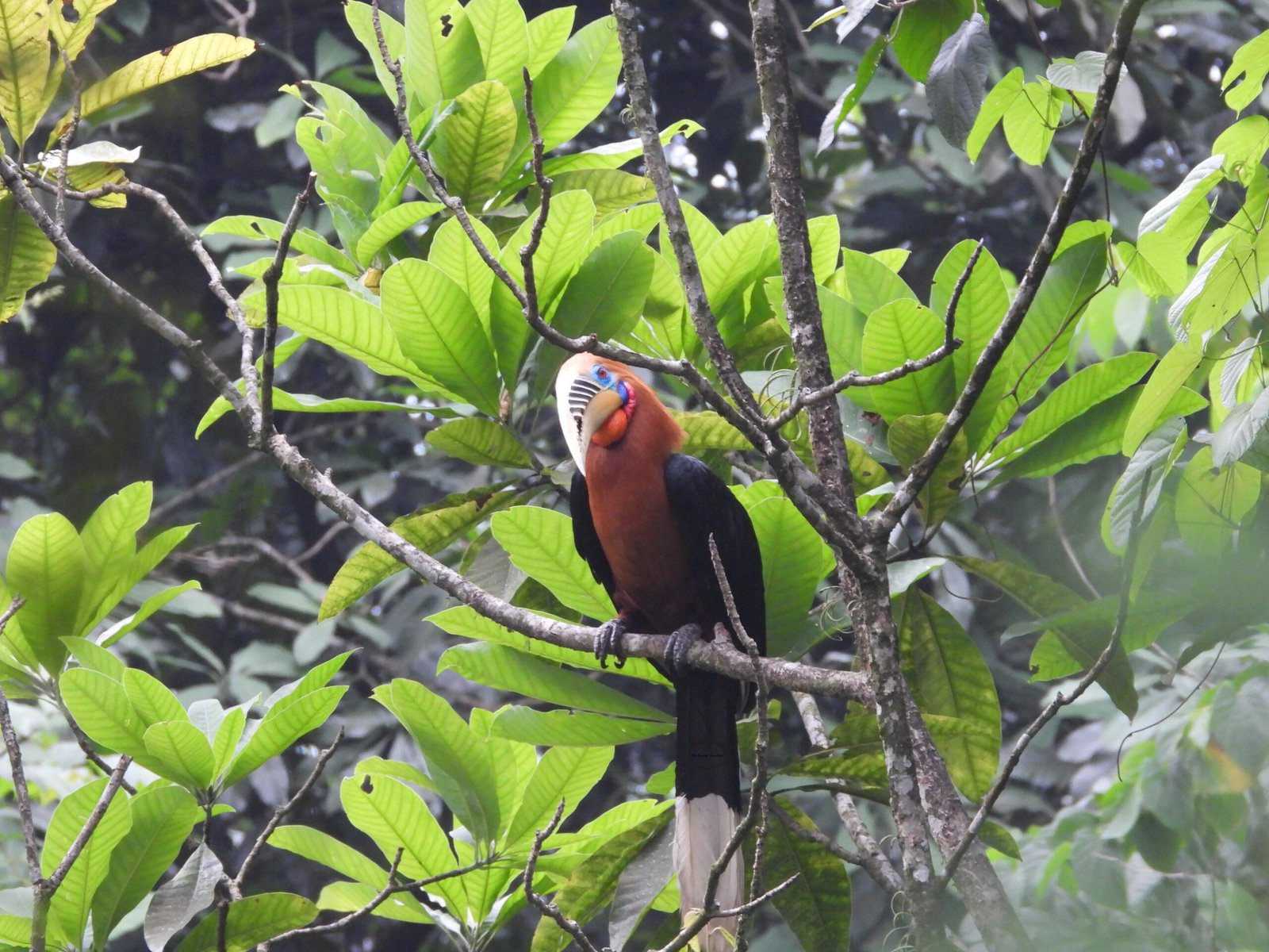 Hornbill Birding 1