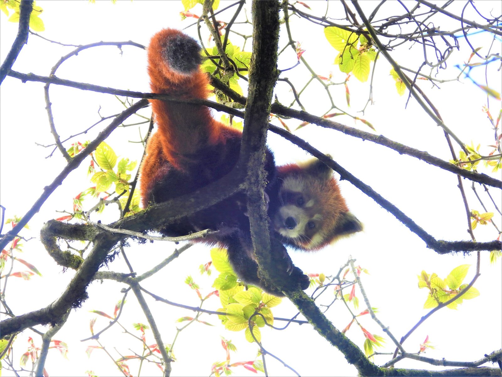 red-panda-5