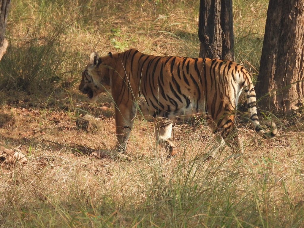 Pench Safari - 1