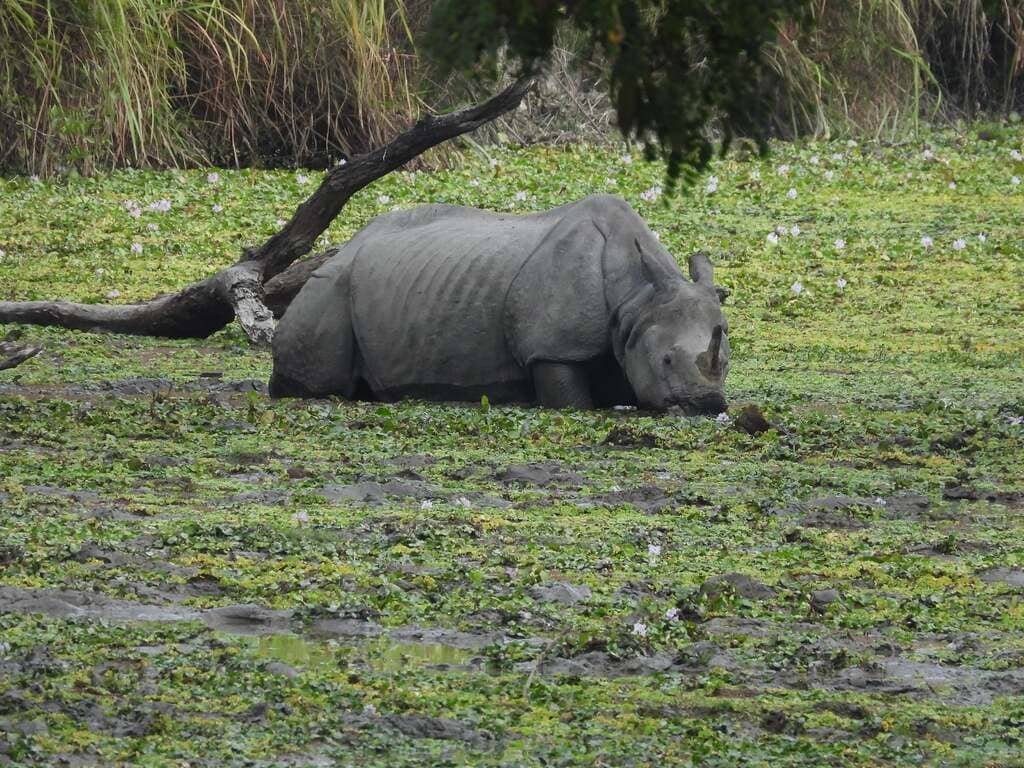 Kaziranga Tiger Reserve 4