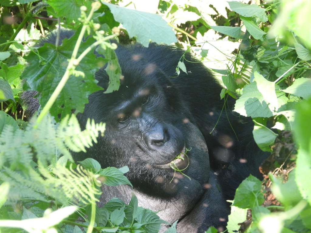 Uganda Wilderness Circuit