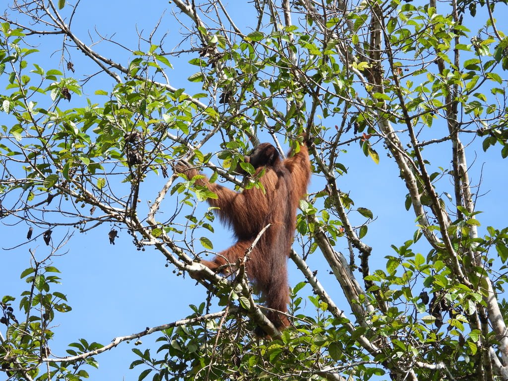 Borneo Wilderness Circuit