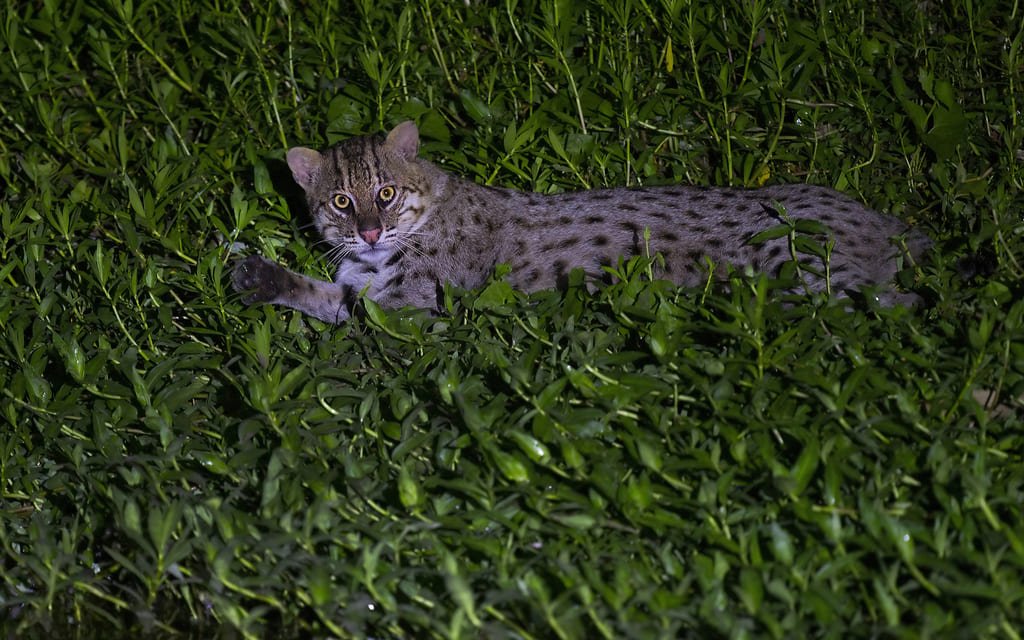 Fishing Cat