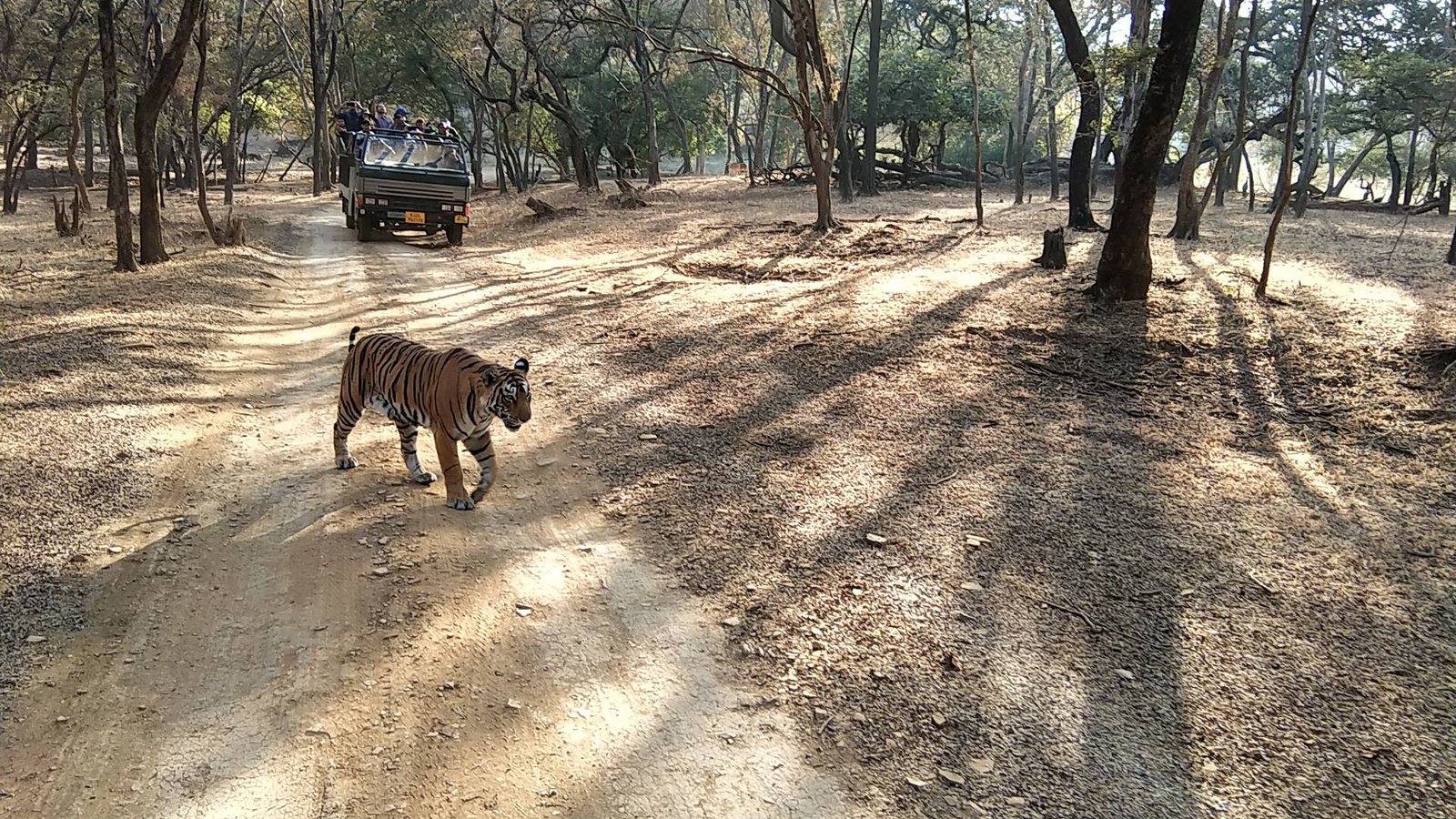 Royal Ranthambore Experience