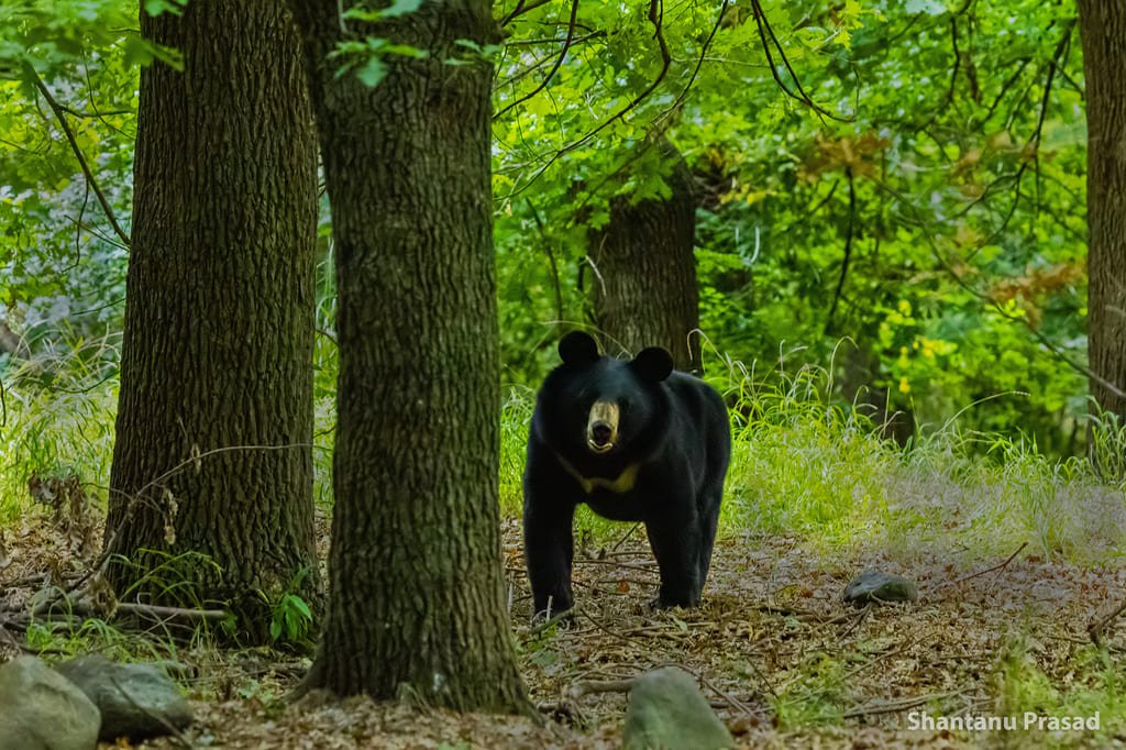 Himalayan Black Bear