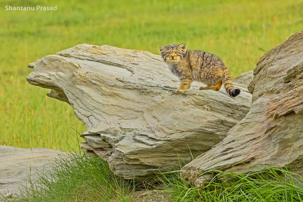 Pallas Cat