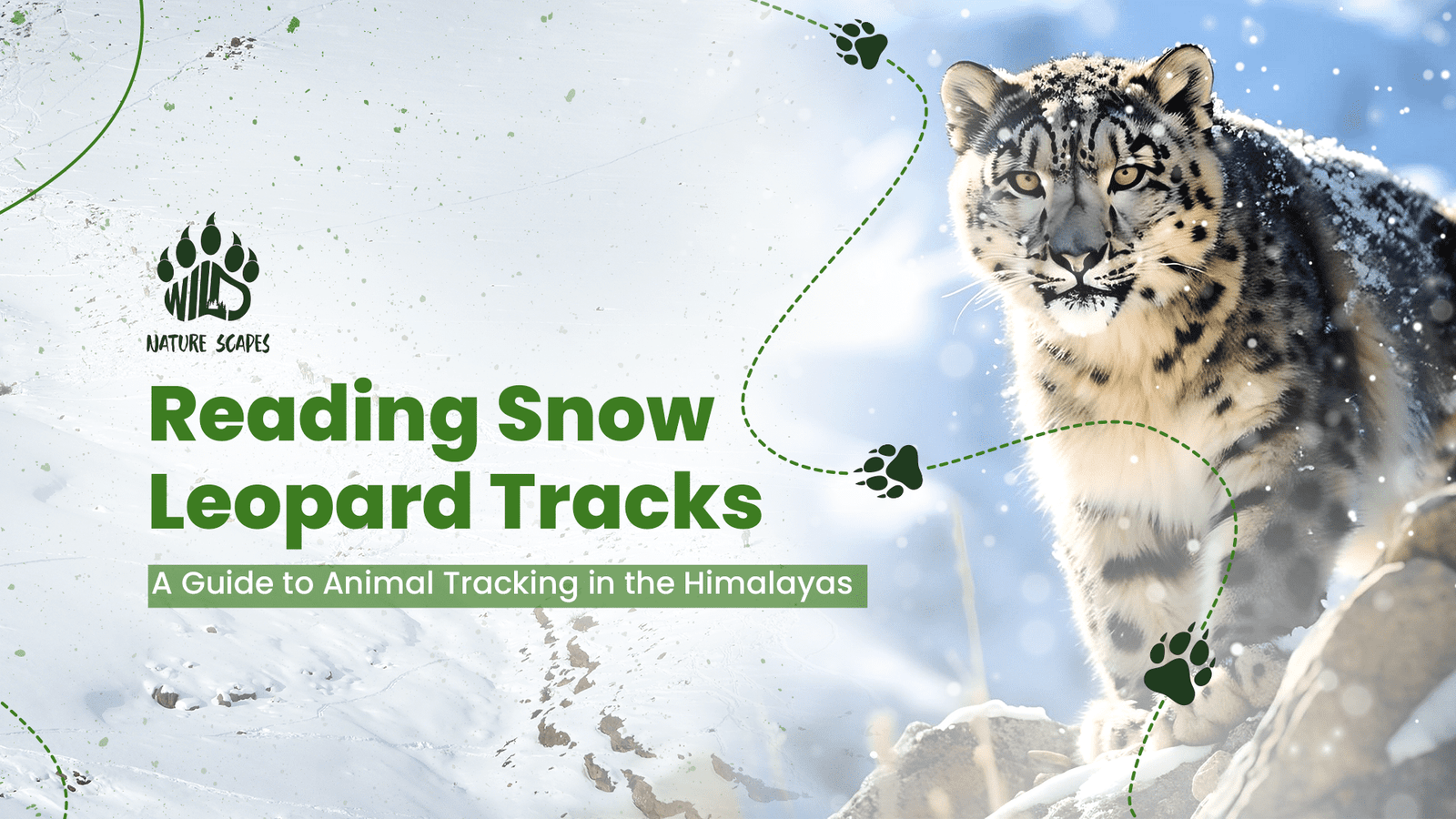 Reading Snow Leopard Tracks-blogs