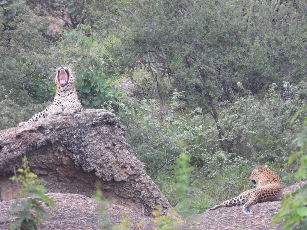 Rajasthan Wilderness Circuit